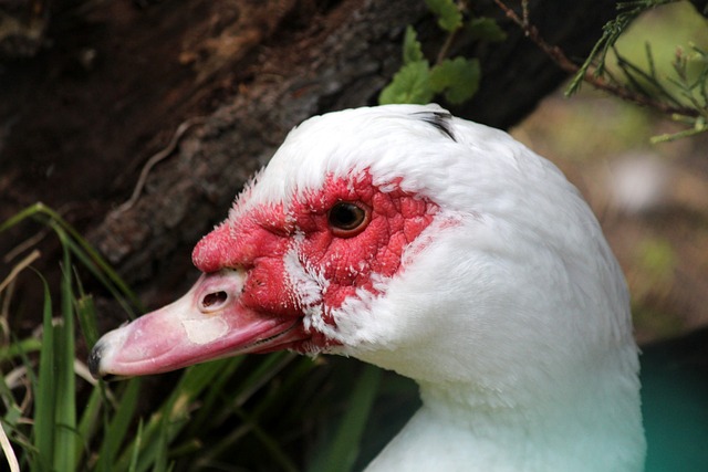荷兰两个海外领地命运不同：库拉索晋级世界杯，阿鲁巴无缘